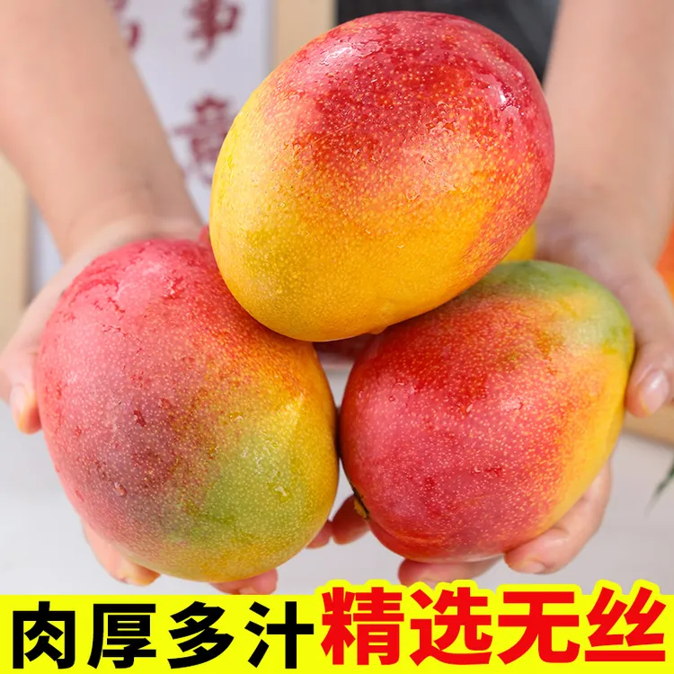 【现摘现发】爆甜四川攀枝花彩虹澳芒芒苹果芒当季水果特大号凯特芒