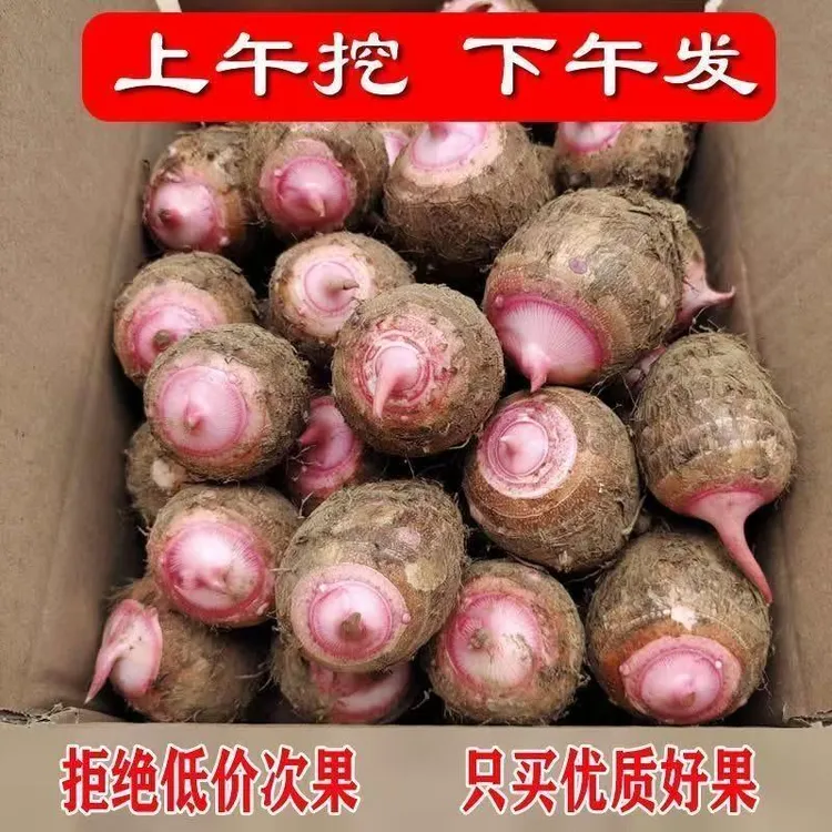 正宗江西铅山红芽芋头新鲜现挖当季农家毛芋香芋芋艿粉糯香甜芋子