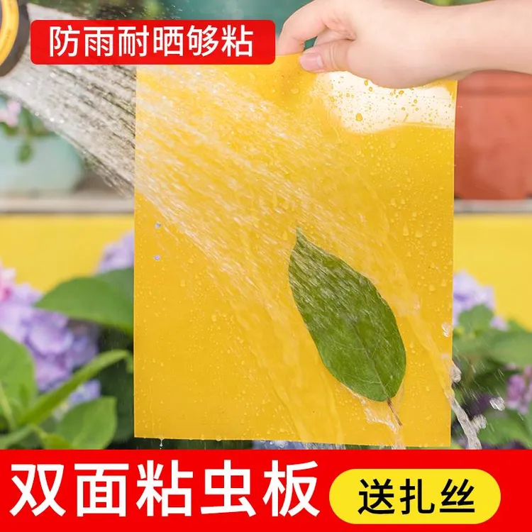 黄板粘虫板双面粘诱虫板果蝇专用粘虫贴灭小飞虫室内家用物理杀虫
