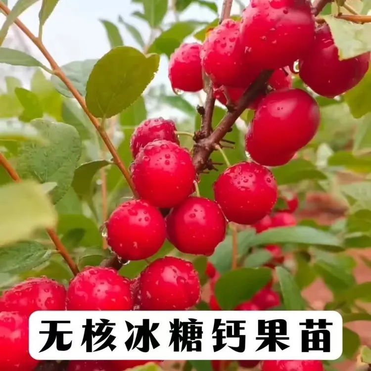 无核冰糖钙果树苗带分枝发货嫁接纯甜钙果苗耐寒耐热高钙果树苗