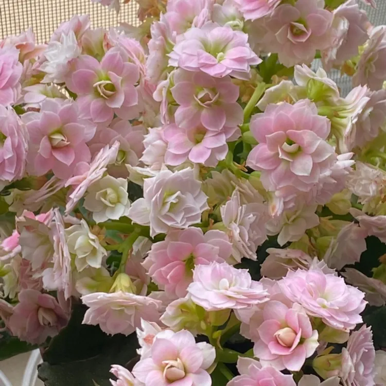 【索菲亚】重瓣大花长寿盆栽花带花苞室内阳台好养四季开花客厅盆栽