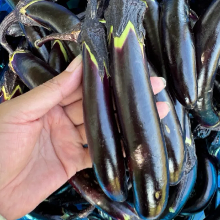 正宗东北小茄子紫裤迷你茄子蘸酱茄子蒜茄子水果茄子生吃现摘现发