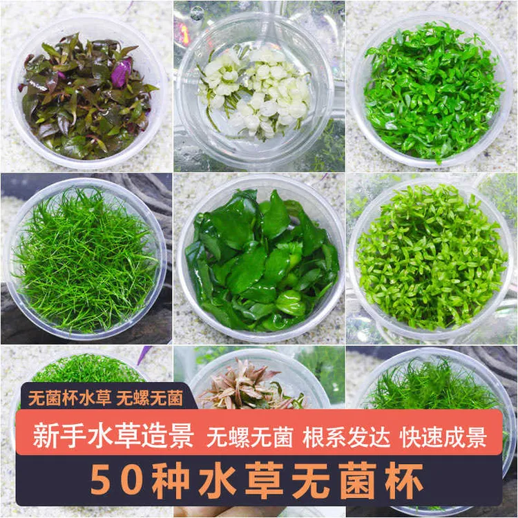 无菌杯水草合集鱼缸造景迷你牛毛爬地矮珍珠迷你矮珍珠水榕红宫廷
