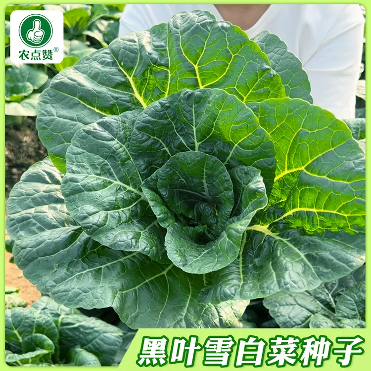 黑叶雪白菜种子 奶白菜种子矮脚小白菜阳台田园易种蔬菜青菜种籽