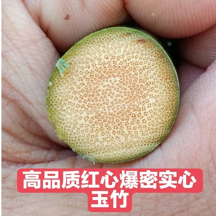 支持三农发展抚州红心满密种苗