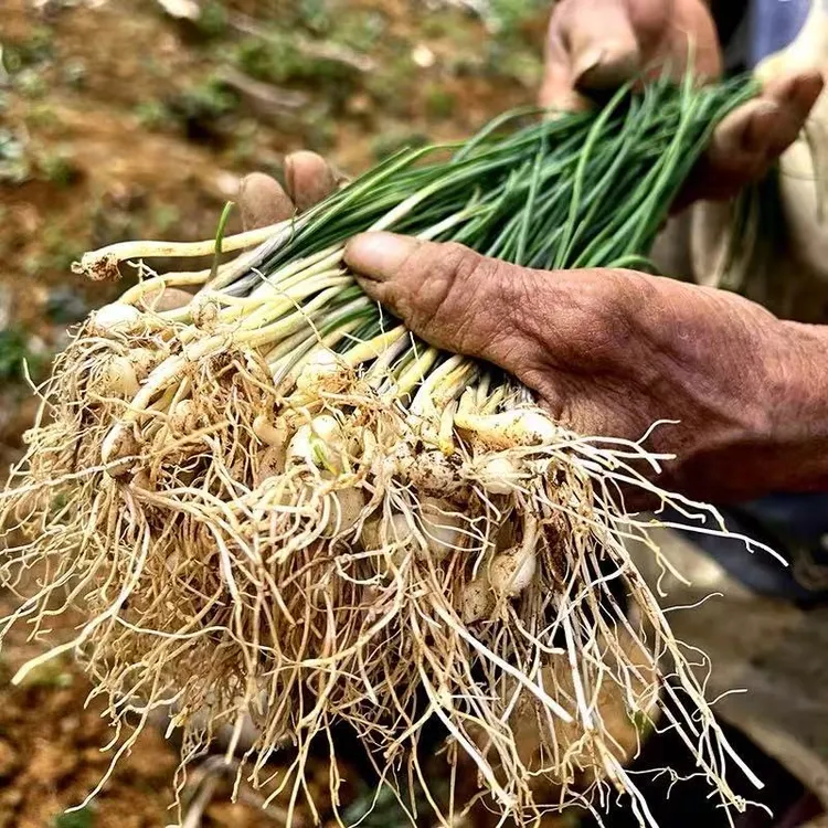 贵州露天生态野葱小根蒜苦蒜新鲜现挖香葱胡葱沙葱百香葱薤头野菜