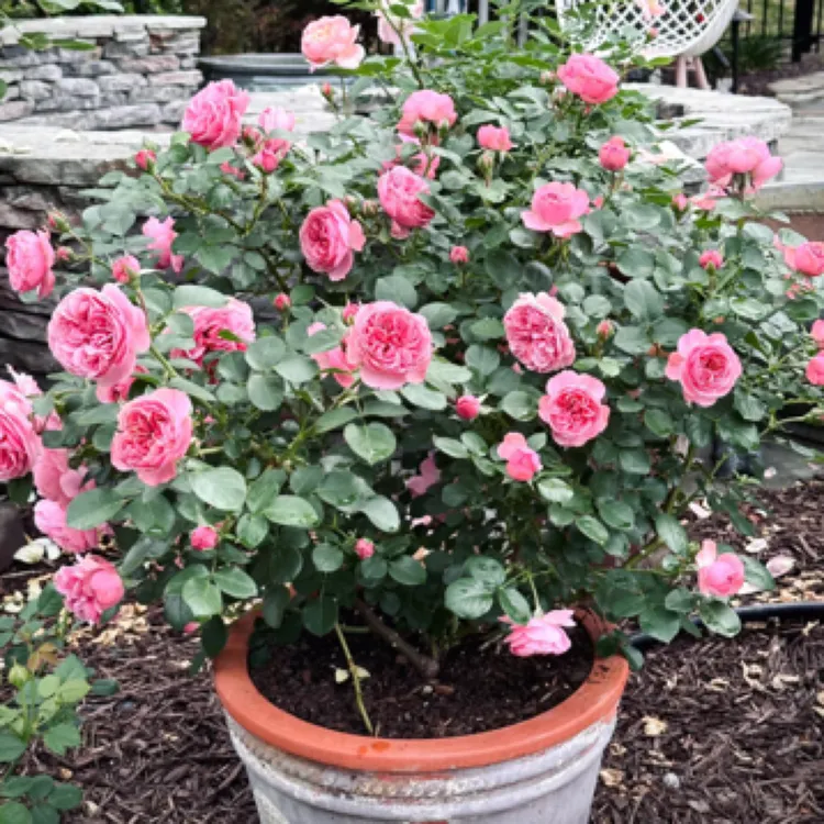 粉色达芬奇带花苞藤本月季花苗庭院四季开花耐寒植物