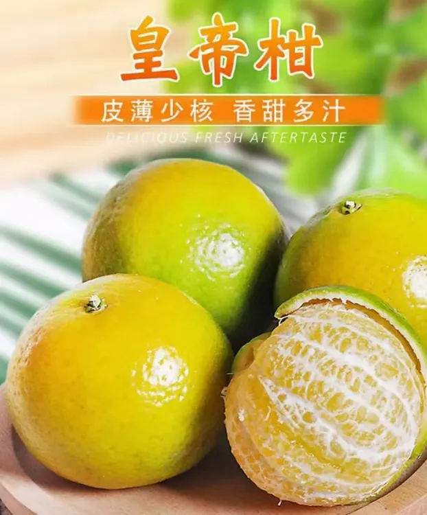广西正宗皇帝柑贡柑新鲜当季采摘水果皮薄肉厚脆甜多汁产地直发