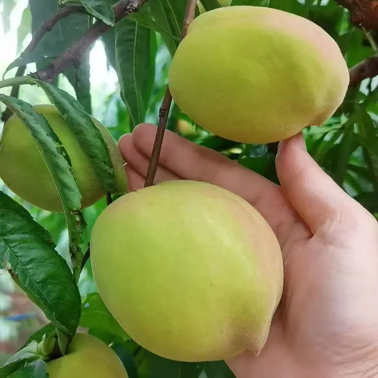 南雄山区新鲜鹰嘴桃水果当季现摘孕妇水果酸甜可口韶关桃子