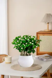 【带花苞】茉莉花之乡横州市重瓣香水茉莉花可地栽清香开花