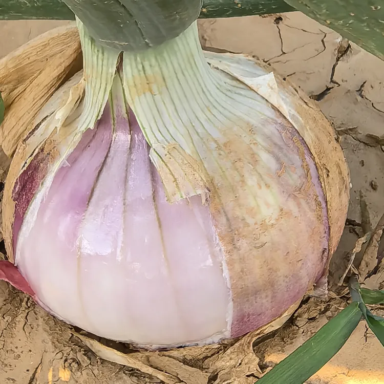 新鲜可生吃的水果洋葱微辣微甜口感爽脆