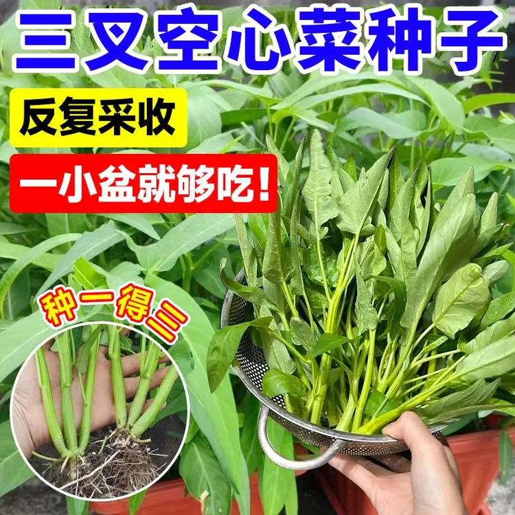 正宗高产三叉空心菜种籽柳叶通心菜种子四季阳台蔬菜种子盆栽菜园