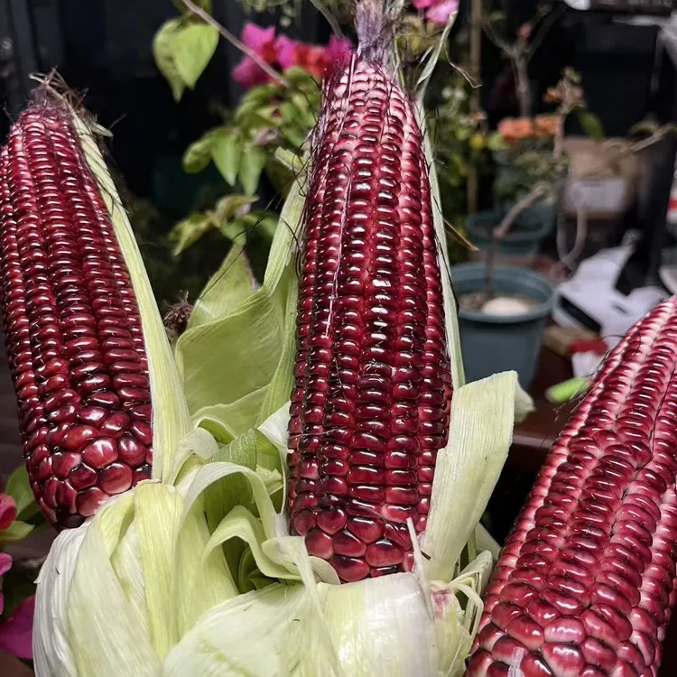 甜糯紫色粒花鲜玉米香甜可口没做防虫个别有虫属正常