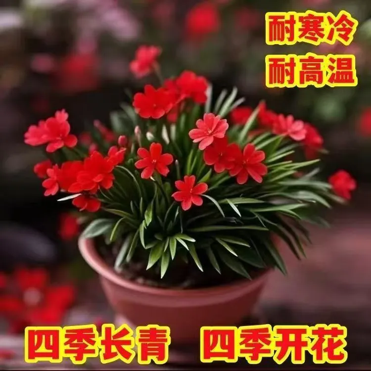 超香姬蒲草四季麦冬开花浓香型盆栽小兰花室内绿植浓香花卉好养活