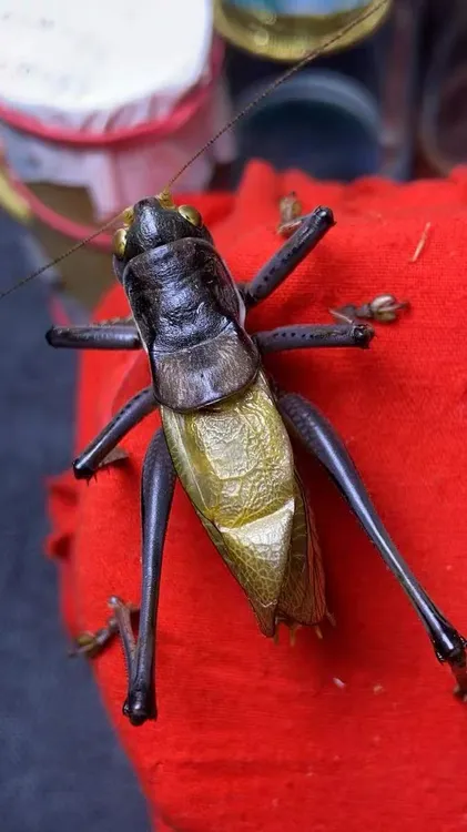 精品铁皮蝈蝈纸筒 憨叫蝈蝈（顺丰包邮 偏远地区不包邮）