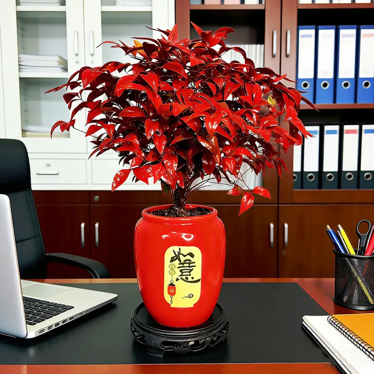 【越冷越红】火焰南天竹盆栽耐寒耐热室内外四季观叶好养活绿植