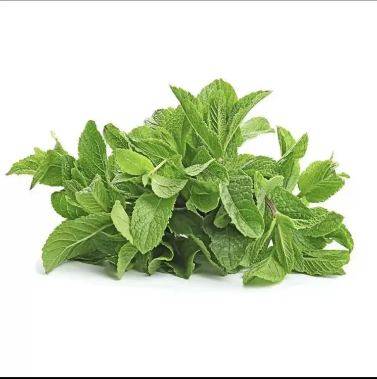 贵州特产新鲜薄荷叶现摘泡茶调酒奶茶食用留兰香薄荷叶鱼香菜