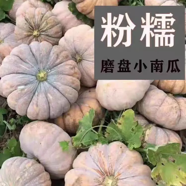 【超划算】新鲜采摘盘龙南瓜  磨盘南瓜软糯香甜农家老品种南瓜