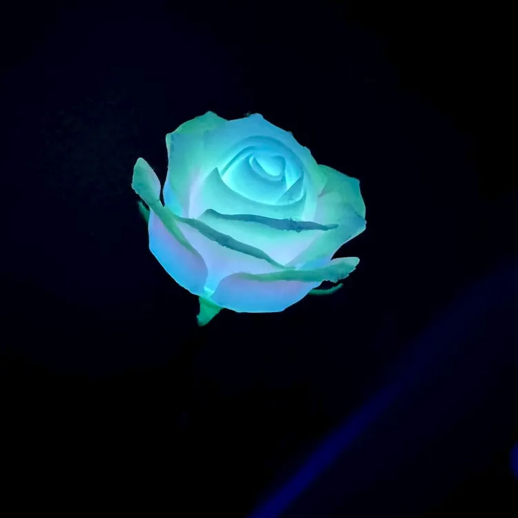 3D打印玫瑰花爆款热卖七夕好礼永生花