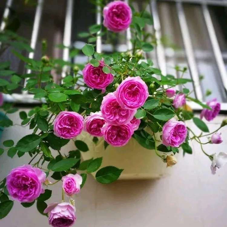 玛姬婶婶 浓香月季多头勤花花量大复花快抗病性强多季节重复开花