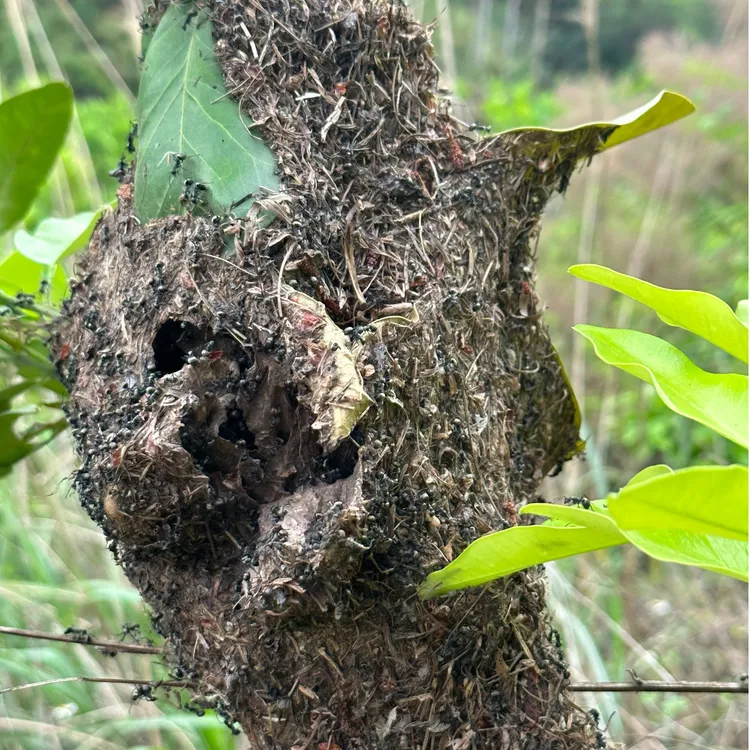 广西深山黑蚂蚁拟黑多刺蚁已离干净