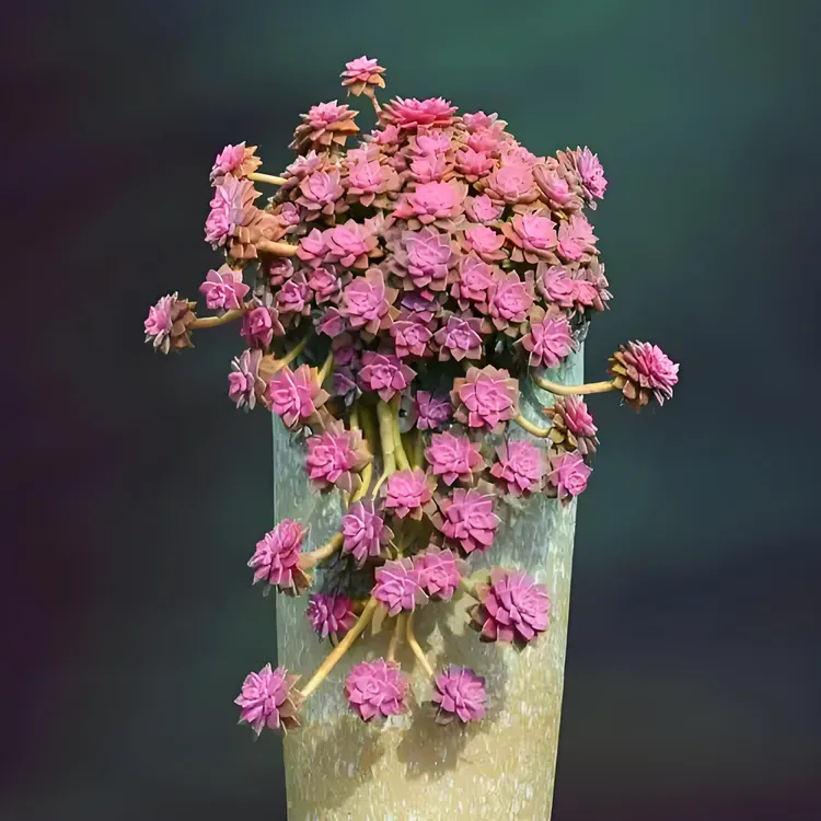 胖橙多肉老桩直播链接2号