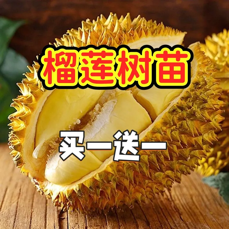 正宗榴莲树苗四季泰国金枕头猫山王盆栽地栽南方可种植Z