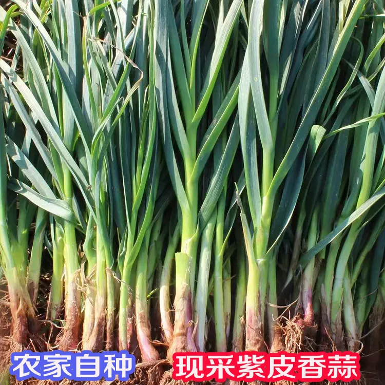 农家自种新鲜红皮紫皮香蒜大蒜苗5斤包邮露天种植大蒜叶青蒜苗