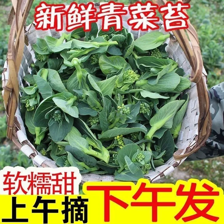 顺丰新鲜青菜苔上海青新鲜现摘菜头矮脚青菜甜糯油菜苔新鲜蔬菜