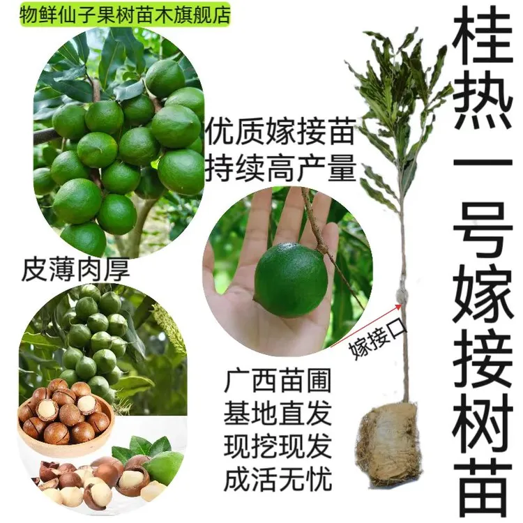 优质桂热一号坚果嫁接苗南方耐热种植地栽坚果树苗带土带叶