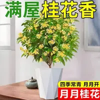桂花树苗盆栽四季桂浓香型花卉室内外庭院阳台地栽月月开好养植物