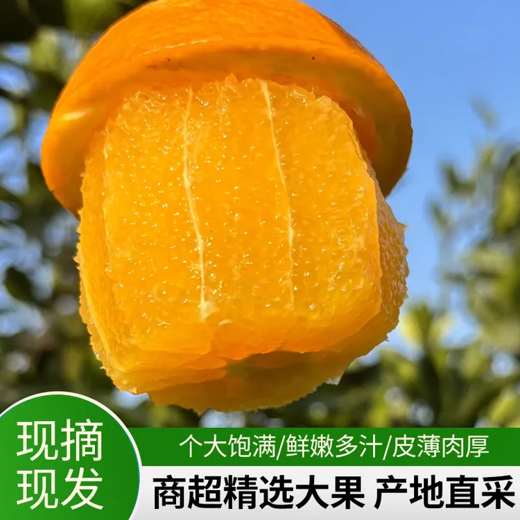 正宗凉山雷波脐橙新鲜现摘精品果
