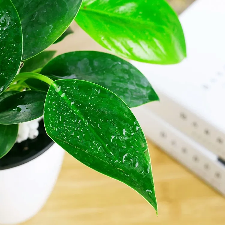 铂金钻大叶绿植懒人好养多肉室内盆栽水培金钻中性光照适温植物