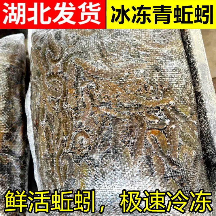 冰冻蚯蚓湖北野生青蚯蚓冷冻黑蚯蚓黄鳝网笼专用诱饵养殖黄鳝饲料