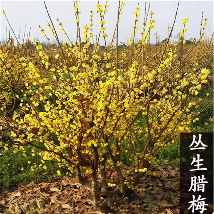 腊梅花树苗丛生盆栽大型棒棒糖嫁接素心腊梅树庭院地栽浓香型枝条