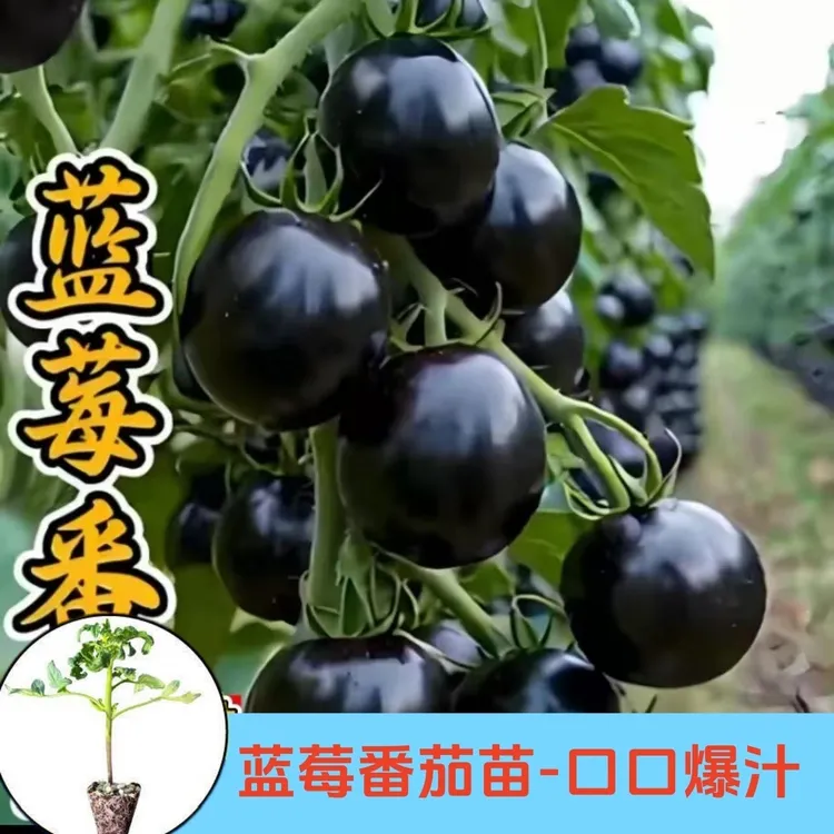 寿光蓝莓番茄苗秧高产串收四季盆栽黑玫瑰番茄种子阳台小院带土球商品图