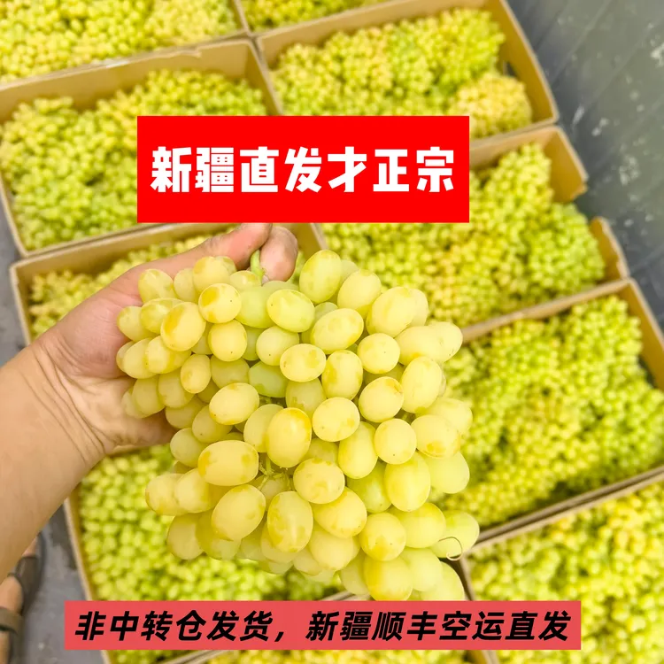 【顺丰包邮】微黄无籽提无核白，齁甜！新疆直发到家！