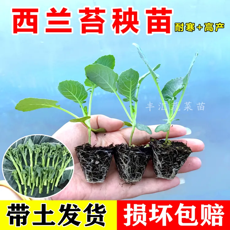 西兰苔秧苗菜苗正宗西兰苔苗西蓝花苔甜杆一号西兰苔耐寒花菜秋冬