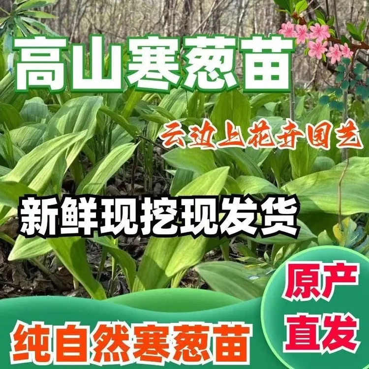 （东北深山寒葱苗）采摘现挖山葱苗保新鲜直达发货