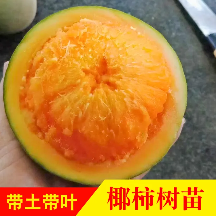 椰柿树苗 椰蜜果树苗实生苗带土带叶 盆栽地栽庭院种植
