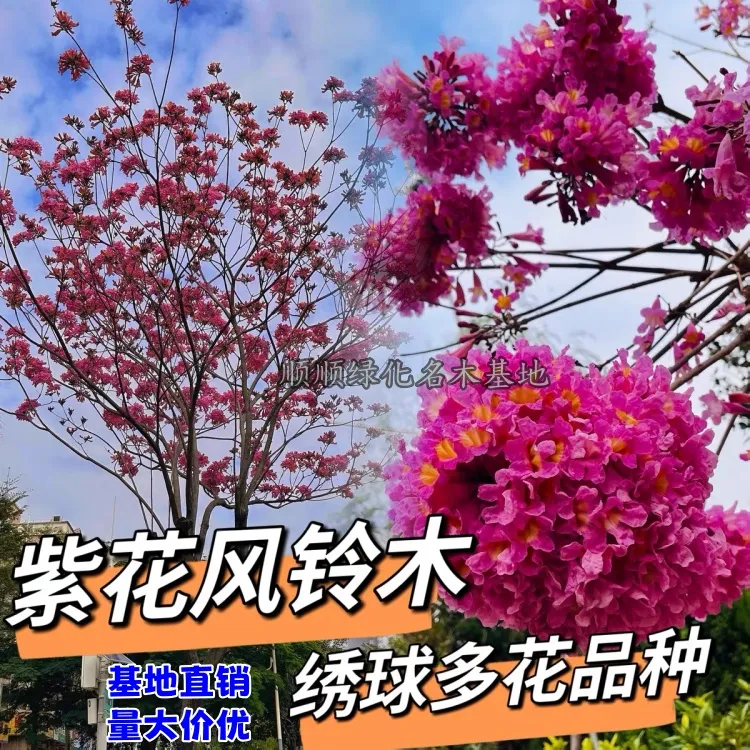 多花紫花风铃木 庭院观景 盆栽地栽绿化 观赏公园景点多花风铃木