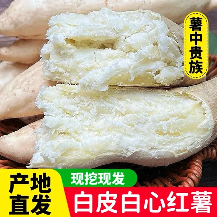 广东湛江正宗网红牛奶人参薯白皮白心板栗薯粉面代餐粗粮新鲜现挖