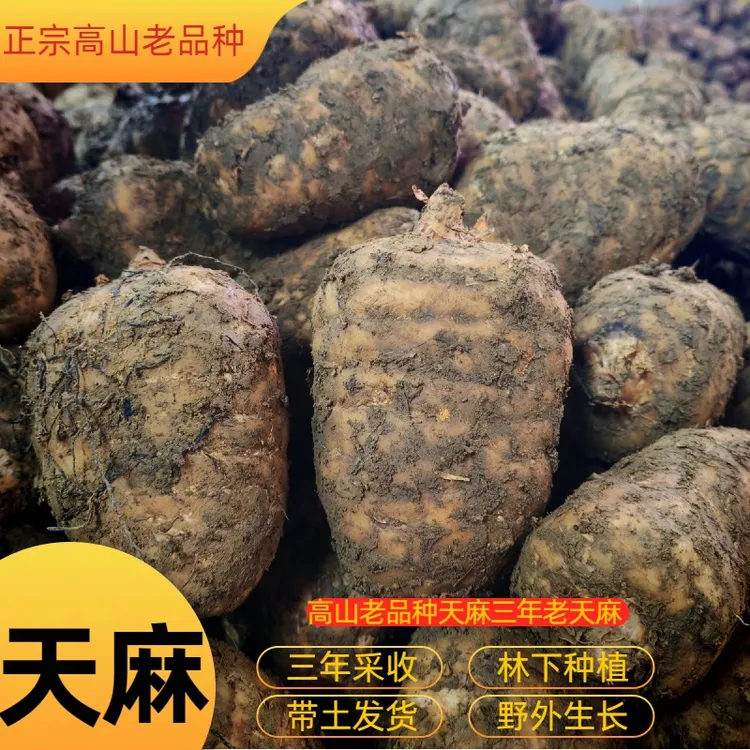 老品种【新鲜乌天麻】 云南昭通彝良小草坝 产地直发蒸鸡蛋煲汤泡酒
