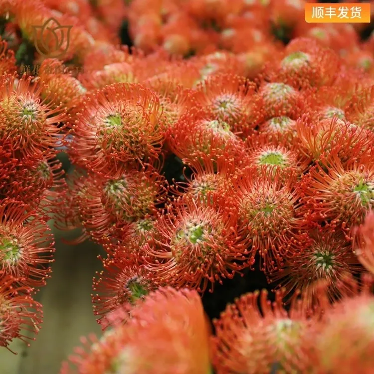 南非进口高级小众针垫花鲜切花室内水培花卉可做干花顺丰发货