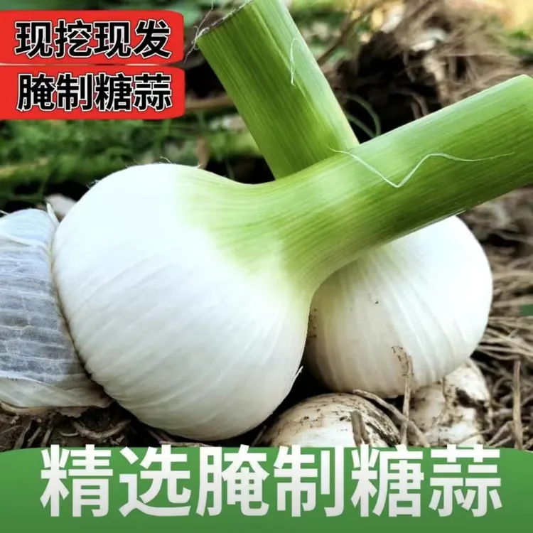 东北新鲜马牙蒜，白皮蒜，精选嫩蒜，现薅现发！50头包邮！