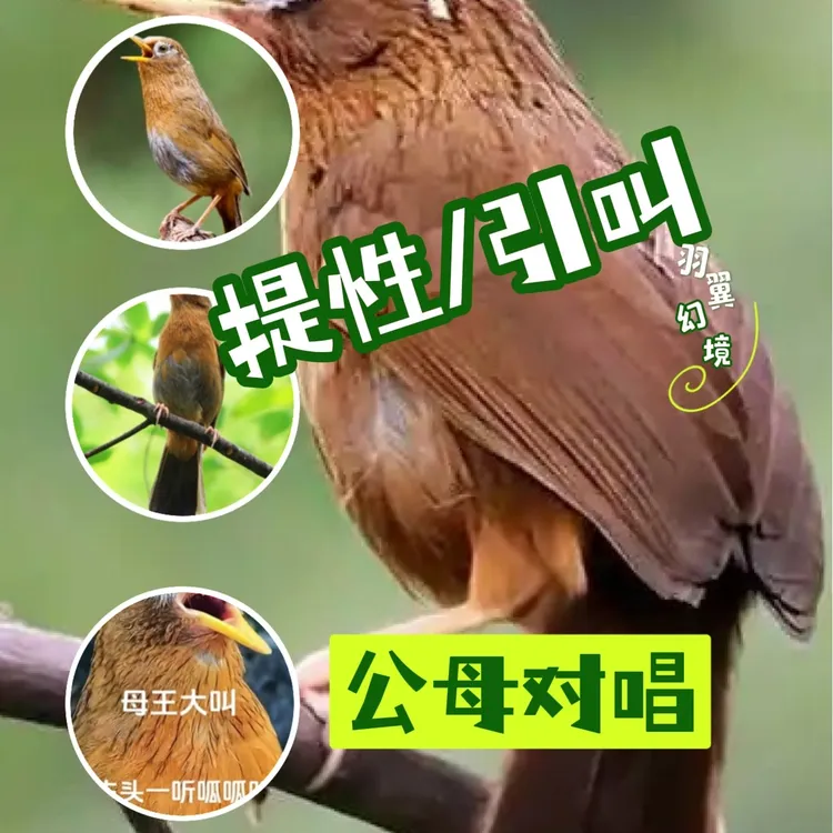 画眉音频卡新版音频卡片