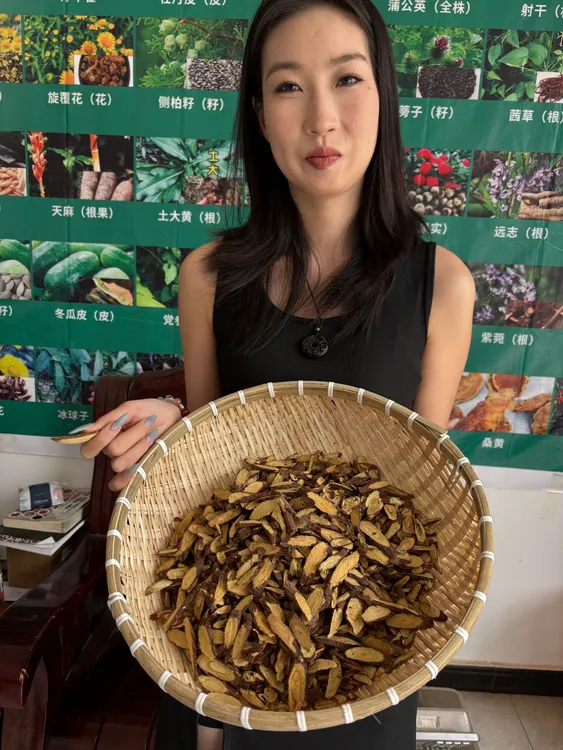 甘肃深山多年生野甘草