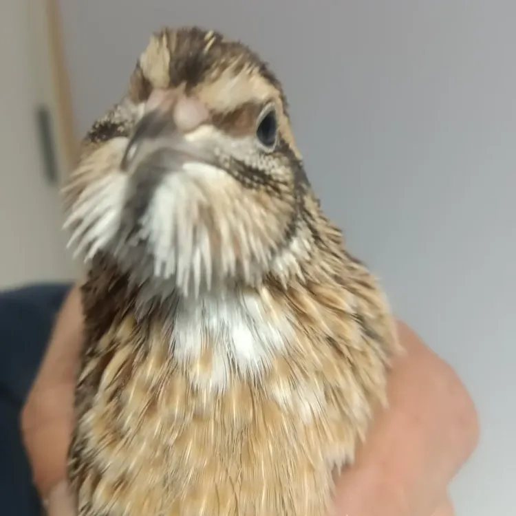 精品斗鹌鹑【变异】