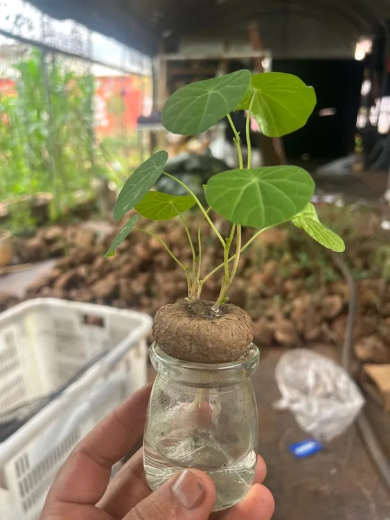 山乌龟室内办公室桌面盆栽四季常青净化空气