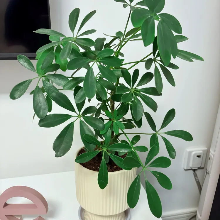 鸭脚木苗精选植株水培鲜活绿植发财阳台客厅室内外好养活八方来财